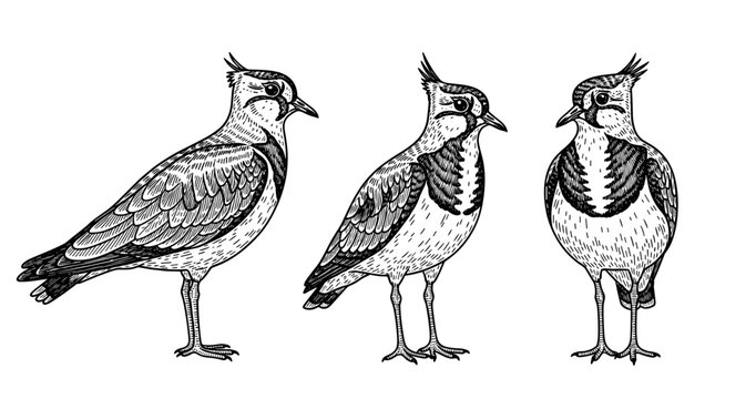 Black and white illustrations of three northern lapwings side by side