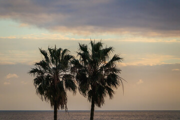 Palm trees on the ocean shore. Two palm trees stand side by side on the ocean shore against a cloudy sky in the evening
