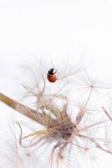 Ladybug on fluffy Dandelion on white background