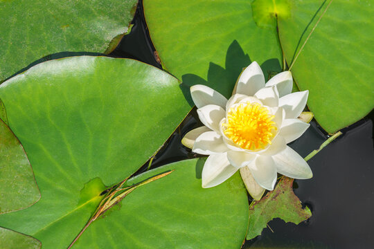 Aquatic plant, white water lily with yellow center, Nymphaea alba floating on green leaves in calm pond water symbolizing purity tranquility and summer nature