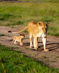 Lioness with her cubs in the African savannah playing while walking