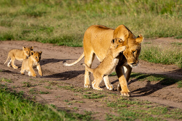 Naklejka premium Lioness with her cubs in the African savannah playing while walking