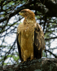 various African birds ready for publication, from birds of prey to colorful species