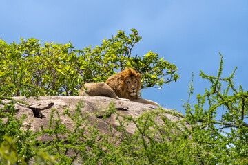 Lions in Africa sunbathing on the savannah and next to a house
