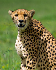Fototapeta premium Cheetah in the African savannah with cubs and family walking and hunting