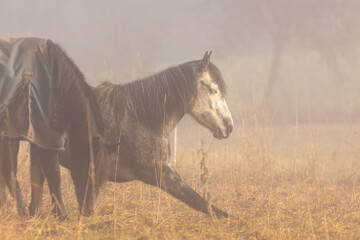 Pferd im Morgendunst