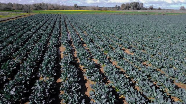 Agricultural vastness in motion: Aerial sideways tracking and panning shot over extensive broccoli field.