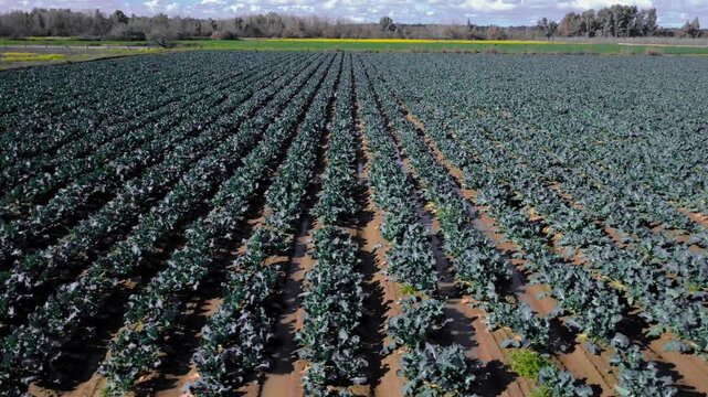 Panoramic aerial trucking shot moving sideways over lush parallel rows of broccoli plants in a farm field.