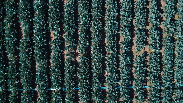 The organic geometry of parallel lines: High-altitude top-down aerial shot moving slowly forward over parallel broccoli rows.