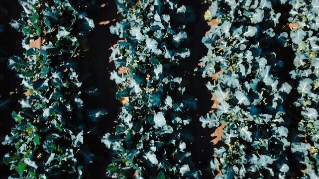 Low-altitude top-down aerial shot moving forward over rows of broccoli plants in a farm field.