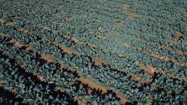 Aerial tilt-up shot from a top-down view of broccoli rows to a wide valley horizon.