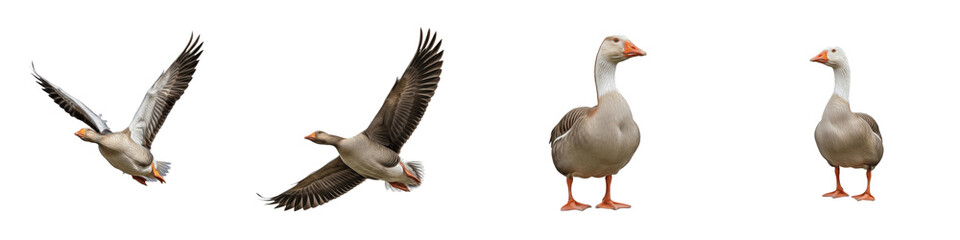 Obraz premium Greylag Goose Set Isolated on White Background, Anser Anser in Flight and Standing Poses, Wild Waterfowl Clipart, Transparent PNG Aquatic Bird Nature Collection
