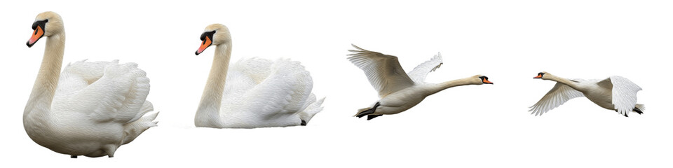 Mute Swan Bird Set Isolated on White Background, Cygnus Olor in Flight and Swimming Poses, Elegant White Waterfowl, Transparent PNG Aquatic Wildlife Clipart Pack © sorab