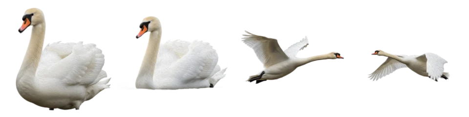 Gardinen Schwan Mute Swan Bird Set Isolated on White Background, Cygnus Olor in Flight and Swimming Poses, Elegant White Waterfowl, Transparent PNG Aquatic Wildlife Clipart Pack  © QUO YEAT