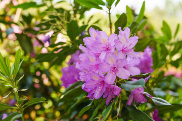 Pink Rhododendron Ericaceae flower branch blossoming on lush green garden background, glowing in natural sunlight creating vivid spring garden scene full of color. Gardening, plant breeding