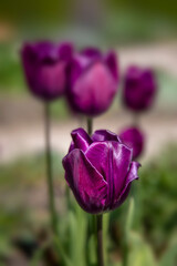 Fototapeta premium Closeup of flowers of Tulipa 'Bleu Aimable' in a garden in spring
