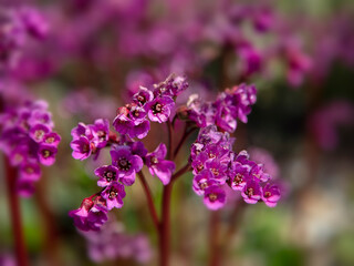 Closeup of flowers of Bergenia 'Eroica' in a garden in spring © Chris Lawrence