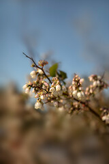 Closeup of flowers of Blueberry 'Brigitta' (Vaccinium corymbosum 'Brigitta Blue') in an allotment in spring