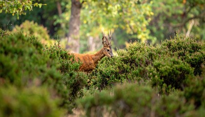 Deer in the forest, hidden among the green bushes, natural habitat.
