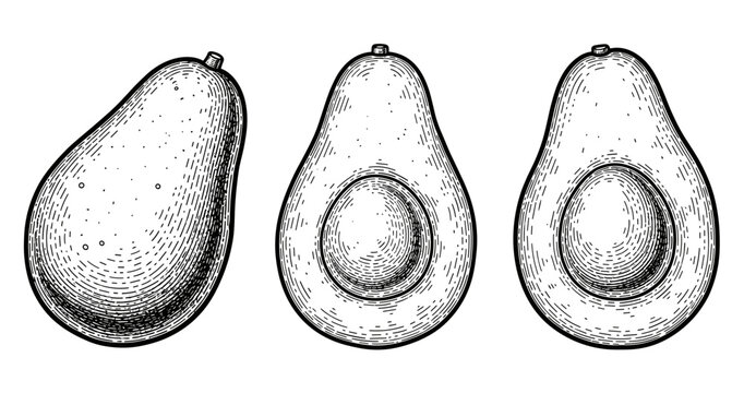 Hand-drawn black and white avocado illustrations: whole, halved, seeded