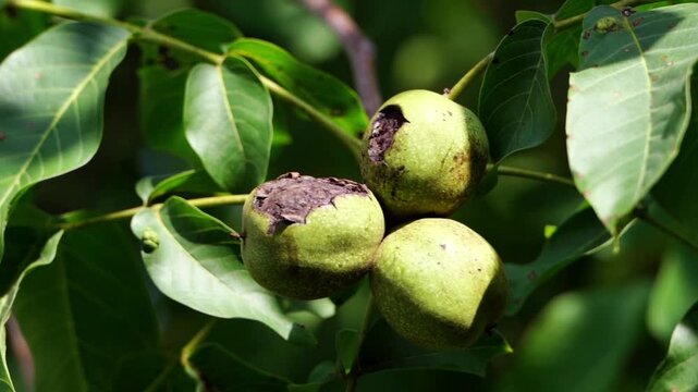 Close-up of walnut fruits affected by disease, one nut with black rot and walnut with decay spots. Crop loss and quality risks. Macro view of damaged walnuts amidst vibrant green leaves and sunlight