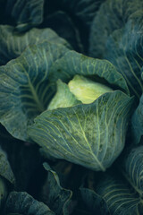 Obraz premium Fresh cabbage growing in a garden under morning dew in early spring