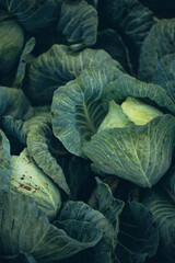 Obraz premium Fresh green cabbage leaves stacked together in a market setting during daylight hours