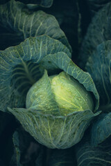 Obraz premium Fresh cabbage growing in a garden under morning dew in early spring