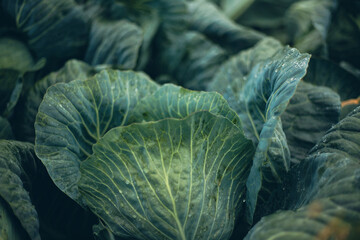 Obraz premium Fresh green cabbage leaves stacked together in a market setting during daylight hours