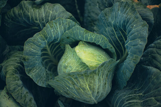 Fresh cabbage growing in a garden under morning dew in early spring