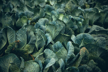 Obraz premium Fresh green cabbage field in full growth under natural light in the afternoon