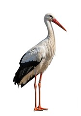 Obraz premium Large stork bird isolated for nature wildlife and migration concepts on white background
