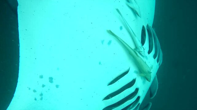 Giant manta rays swimming and feeding on plankton in maldives