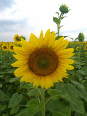 Sunflower flower in close-up with a slightly blurred field of sunflowers in the background.