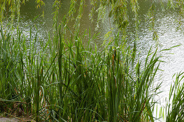 Lake with rippled water, green reeds near the shore, and overhanging willow branches with green leaves.