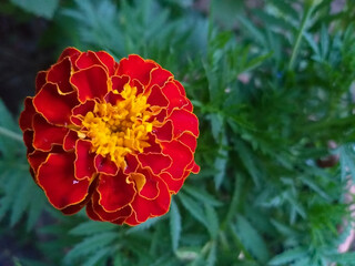 Marigold flower close-up with blurred green background. Selective focus.