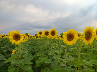 A field of sunflowers under heavy gray clouds