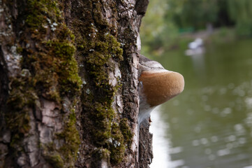 Bracket fungus growing on the moss- and lichen-covered bark of a tree trunk, with a blurred lake in the background