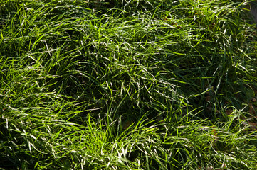 Lush dark green grass with dense, thick blades forming a rich, saturated natural background.