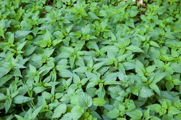 Lush green nettle vegetation fills the entire frame. Dense foliage creates a natural textured background with rich green color. Wild plant growth in summer, no sky or ground visible.