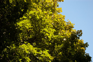 Maple tree branches with lush green leaves against a clear blue sky. View from below showing a natural canopy, fresh summer foliage and soft daylight in a calm outdoor scene.