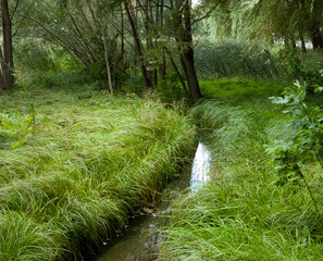 Small forest stream with lush green grass along the banks and an asphalt road visible in the distant background.