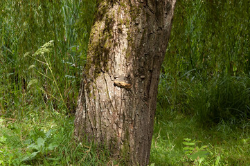 Thick willow trunk with green moss and bracket fungus on the bark, surrounded by lush grass, green reeds in the background, and hanging willow branches with green leaves.