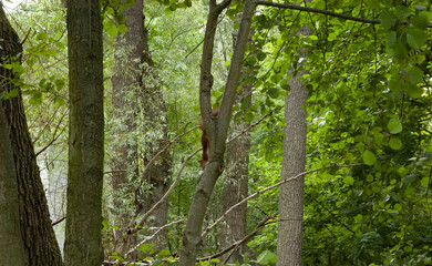 Red squirrel with a fluffy tail climbing on a tree in a summer forest, with a lake visible in the background.