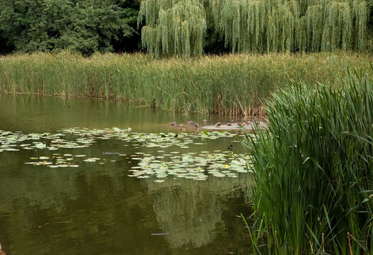 Wild ducks swimming on a summer lake with water lilies, reflections of reeds and forest in the water, and weeping willows in the background.