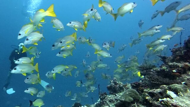 Scuba diver swimming with school of snapper fish in maldives