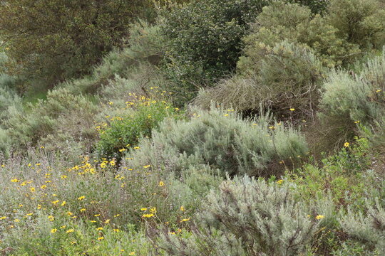Less than 20% of the critically endangered Coastal Sage Scrub ecoregion persists today, including this tiny threatened swathe of pleasing biodiversity in Los Angeles County.