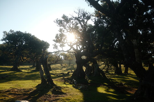 Sunlight Shining Through Gnarled Forest Trees Over Rolling Mossy Landscape, Concept of Nature