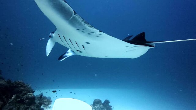 Giant oceanic manta ray swimming underwater