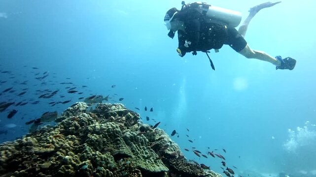Scuba diver exploring tropical coral reef and marine life